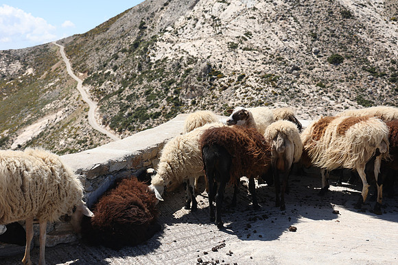2024_Greece_Naxos_137