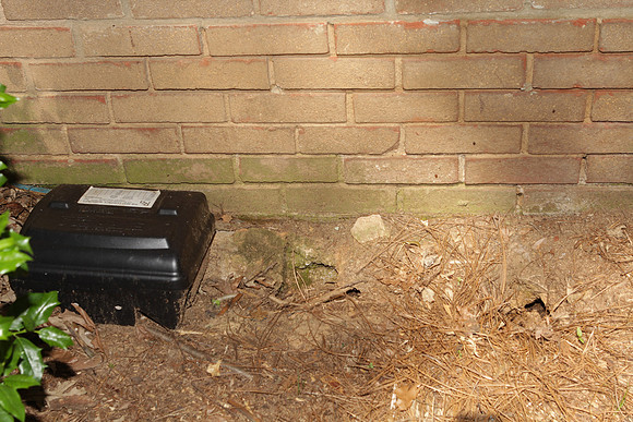 2604AD_Rodent Damage