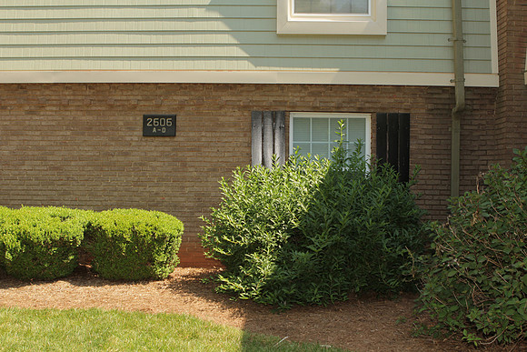 2606AD_A_Bushes