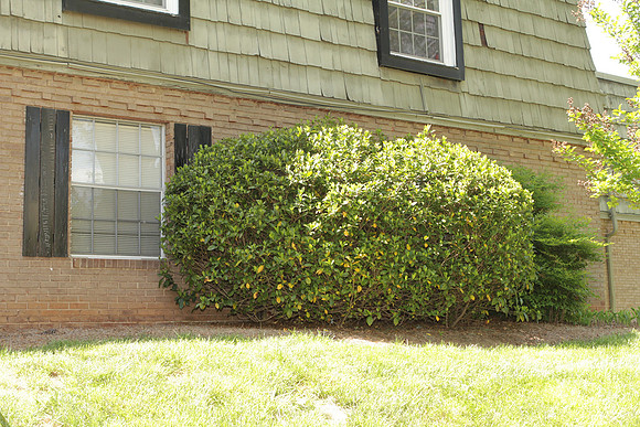 2612AD_Bushes