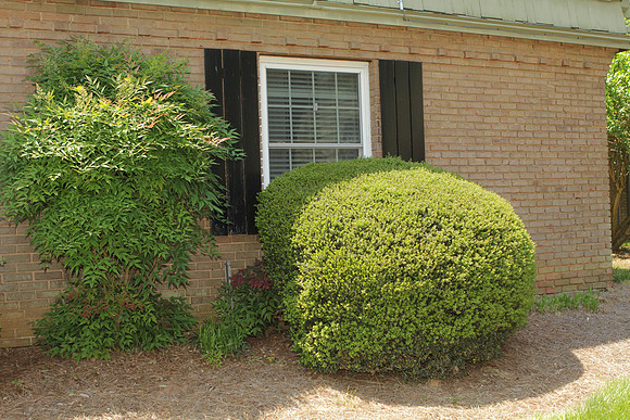 2630EH_RightBushes2