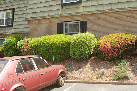 2638EH_Bushes