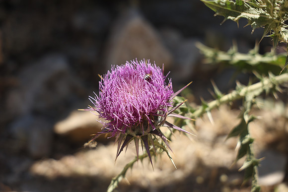 2024_Greece_Naxos_147