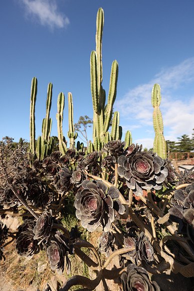 2026_Carmel_Monterey_026