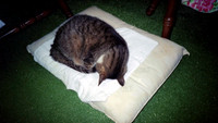 00466_n_26aw5lgstb00466