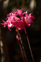 2026_Carmel_Monterey_005