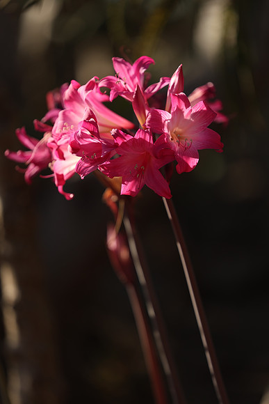 2026_Carmel_Monterey_005