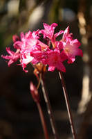 2026_Carmel_Monterey_006
