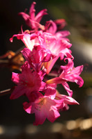 2026_Carmel_Monterey_007