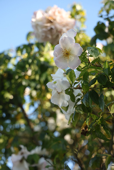 2026_Carmel_Monterey_046