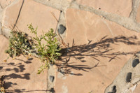 2026_Carmel_Monterey_010