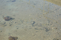 2024_Greece_Milos_014