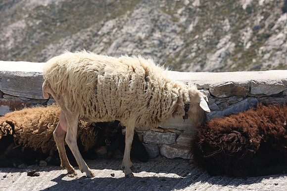 2024_Greece_Naxos_142
