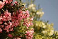 2024_Greece_Paros_14