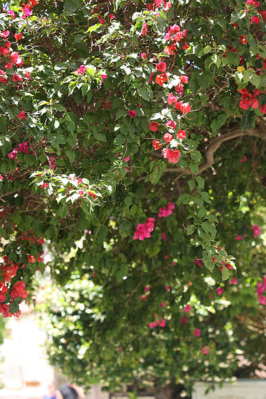 2024_Greece_Naxos_083